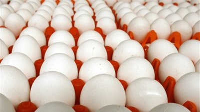 سعر البيض اليوم