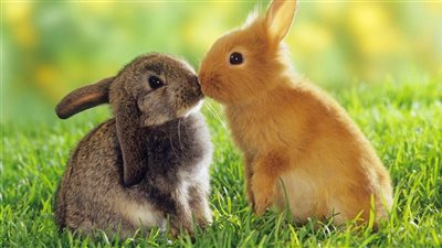  تفسير حلم الأرانب في المنام وعلاقته بالأخلاق والطموح