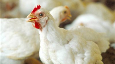 أسعار الدواجن البيضاء والحمراء والبيض اليوم الاثنين