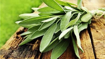 «عشبة القطف».. تسيطر على السكري وتحارب سرطان الثدي