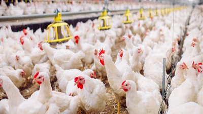 أسعار الفراخ والبيض والكتاكيت في بورصة الدواجن اليوم الأحد