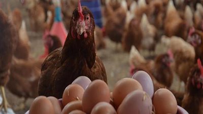 أسعار الدواجن والبيض في آخر أيام عام 2021