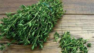 10 فوائد صحية للزعتر منها تفتيت الحصوات وطرد الغازات