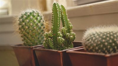 مها العطار تكشف علاقة وجود نبات الصبار في المنزل بتفوق الأطفال