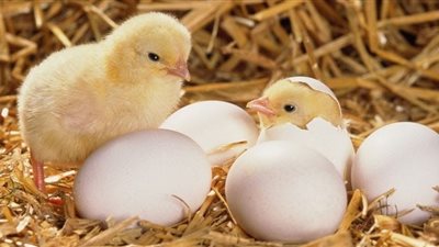 أسعار الدواجن والبيض في الأسواق اليوم الاثنين.. «قفزة في الكتاكيت»