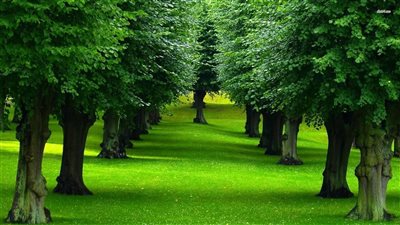 ترمز للخير.. تفسير رؤيا الشجرة في المنام للعزباء والمتزوجة والمطلقة