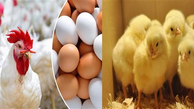 أسعار الدواجن اليوم.. البيض الأبيض سجل 55 جنيهًا للطبق 