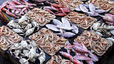 أسعار الأسماك في الأسواق اليوم الاثنين.. المكرونة الخليجي بـ60 جنيهًا