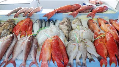 أسعار جميع أنواع الأسماك في الأسواق اليوم الأربعاء