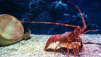 «لا يفقد شبابه وينمو بالانسلاخ».. أسرار صادمة عن الإستاكوزا ذات الدم الأزرق| فيديو جراف