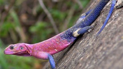 تفسير رؤيا أكل لحم السحلية في المنام وعلاقته بزواج قريب 