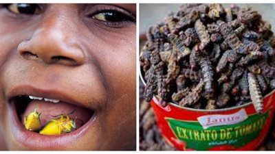 من البق المقلي إلى الخنافس المجففة.. أطباق أفريقية من الحشرات والديدان| فيديو وصور