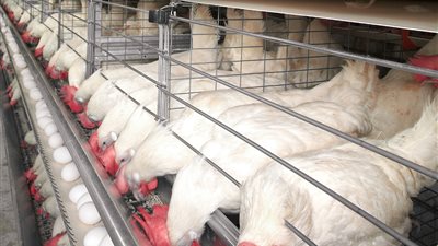 أسعار الدواجن البيضاء والحمراء في الأسواق اليوم الاثنين.. انخفاض البيض