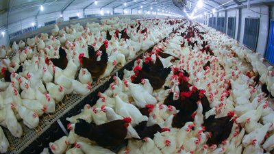 أسعار الدواجن والبيض في الأسواق اليوم الخميس