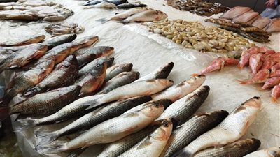 أسعار الأسماك اليوم السبت في الأسواق.. قشر بياض بـ65 جنيهًا