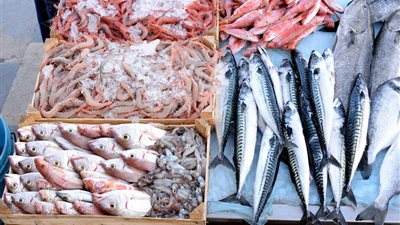 أسعار الأسماك اليوم الثلاثاء.. البلطي رقم 1 يهبط 5 جنيهات وارتفاع جنوني لسمك موسى 