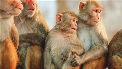 «بعد انتشاره في أوروبا» دولة جديدة تُعلن عن أول إصابة بجدري القرود