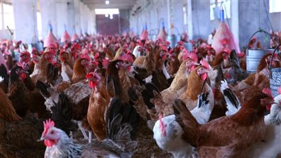 أسعار الدواجن والبيض في بورصة اليوم الأحد.. ارتفاع الفراخ الحمراء والبيضاء