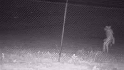 «ظهور مخلوق غريب بحديقة حيوان أمريكية» والتعليقات: «يُشبه المستذئب»| فيديو