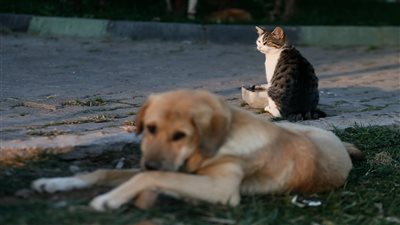 الإفتاء: يجوز قتل القطط والكلاب الضالة.. بشروط 