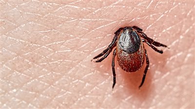 يشبه الأنفلونزا| تحذير من مرض لايم.. أعراضه وطرق انتشاره