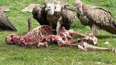 تؤكل الجثث وترمى بالماء.. أبشع 4 عادات للدفن في العالم