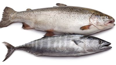 أسعار الأسماك اليوم الأربعاء.. قشر البياض ينخفض عشرة جنيهات والسردين بـ 60