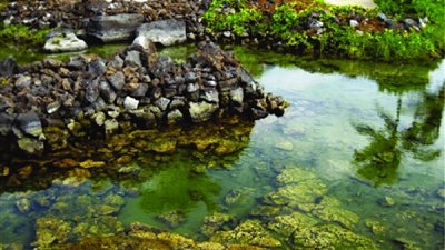 معجزة هاواي.. أنشيالين حمام سباحة طبيعي يتغذى على مياه المحيط| صور