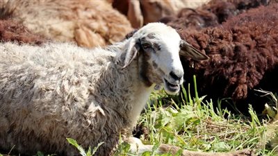 هل يجوز توكيل الجمعيات الخيرية في ذبح الأضحية وتوزيعها؟ «الإفتاء» تُجيب