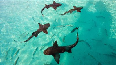 جزيرة كومباس كاي في الباهاما.. جرب السباحة مع أسماك القرش