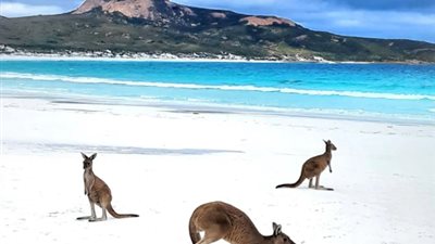 صيّف مع الكنغر.. «خليج الحظ السعيد» الشاطئ الأكثر بياضًا في العالم| صور