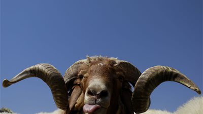 قبل عيد الأضحى.. تفسير حلم ذبح الخروف في المنام بالتفصيل