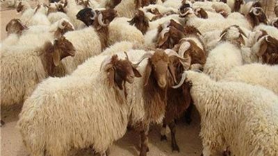 بالمجان.. فتح جميع مجازر القاهرة طوال أيام عيد الأضحى| فيديو