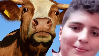 «فرحة العيد تتحول لجنازة».. وفاة طفل بعد سقوط عجل الأضحية عليه من الطابق الثاني