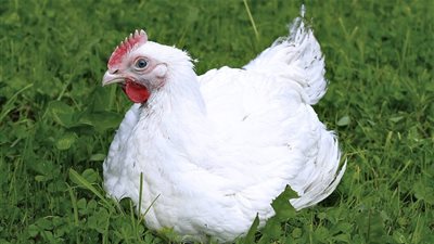 أسعار الدواجن رابع أيام عيد الأضحى.. الكتكوت الأبيض بـ 6.25 جنيه والبلدي بـ 3.25