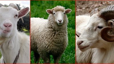 هل النحر قبل العيد يعتبر أضحية؟.. «أمين الفتوى» يُجيب| فيديو