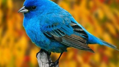 تفسير رؤية العصفور في المنام.. للعزباء والحامل والمتزوجة والمطلقة