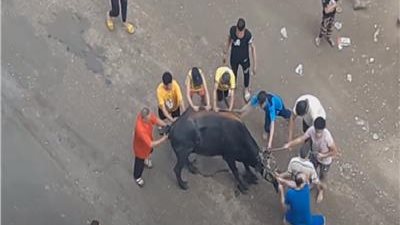 «العجول الهربانة» تريند أول أيام عيد الأضحى والتعليقات: «أحلى حاجة في العيد»