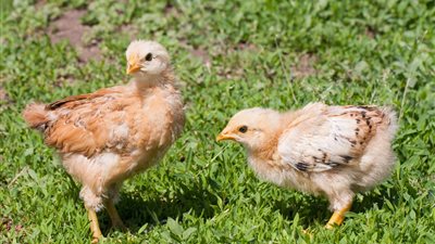 أسعار الدواجن اليوم الخميس.. الكتكوت البلدي عمر يوم بـ 3.25 جنيه والأبيض بـ 6.25