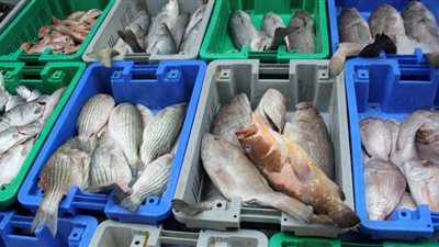 أسعار الأسماك اليوم الخميس.. البلطي رقم 1 بـ 30 جنيهًا للكيلو والدرجة الثانية بـ 25
