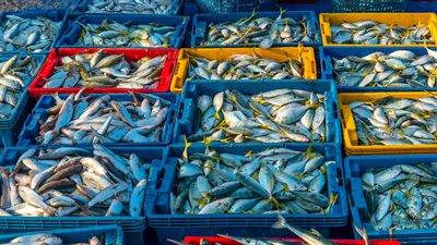 أسعار الأسماك اليوم السبت.. المرجان المجمد بـ 30 جنيهًا للكيلو والدنيس بـ 160