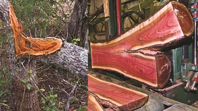 بينك وبنفسجي وأسود.. أخشاب طبيعية ملونة 