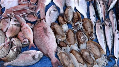 أسعار الأسماك اليوم الأربعاء.. المكرونة المجمدة يرتفع 6 جنيهات والكابوريا بـ 74