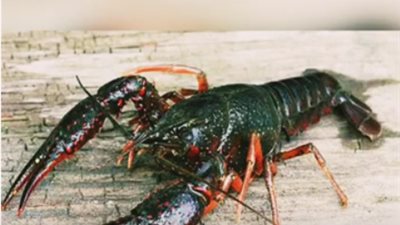 كانوا بيحاربوا بيها البلهارسيا.. 