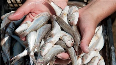 أسعار الأسماك اليوم الاثنين.. الكابوريا بـ 80 جنيهًا للكيلو والجمبري رقم 3 بـ 145 