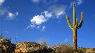 رسالة مهمة تحملها رؤية الصبار في المنام.. تعرف عليها 