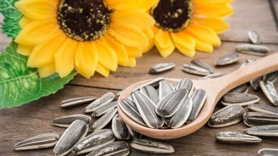 مخاطر اللب السوري على صحتك.. يدمر الكلى وقد يقتلك