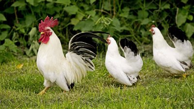 أسعار الدواجن اليوم الأربعاء.. الفراخ البلدي تصل 36 جنيهًا للكيلو والبيضاء بـ 29