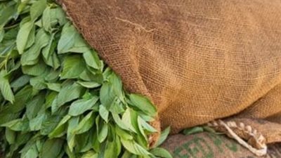 الملوخية الخضراء.. مشروع النساء والأطفال في الفيوم وتصدير لجميع بلدان العالم.. فيديو جراف 