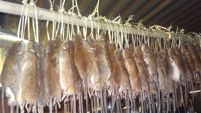 البعض يأكلونها حية.. 3 طرق «مقززة» لتناول الفئران في الصين